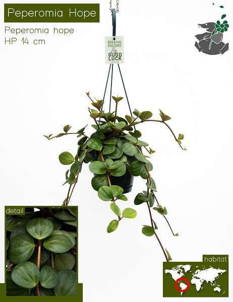 Picture of PEPEROMIA TETRAPHYLLA HOPE HANGING BASKET