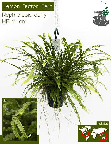 Picture of NEPHROLEPIS EXALTATA DUFFI HANGING BASKET