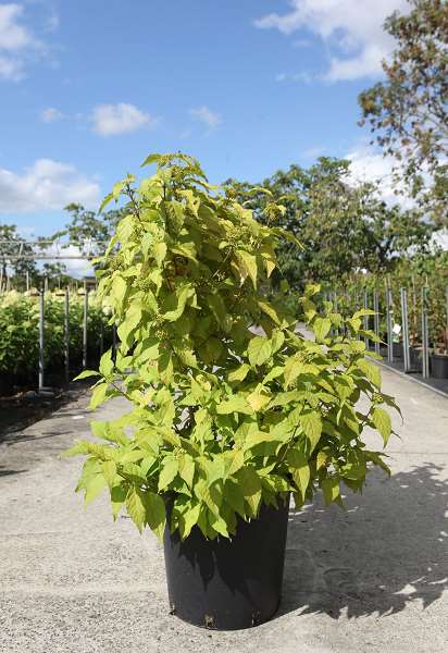 Picture of CALLICARPA BODINIERI MAGICAL SNOWQUEEN