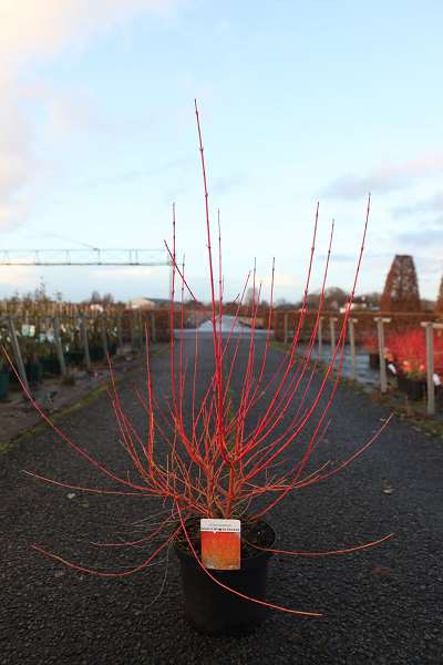 Picture of CORNUS SANGUINEA ANNY'S WINTER ORANGE