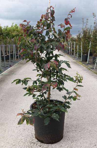Picture of Parrotia persica bella