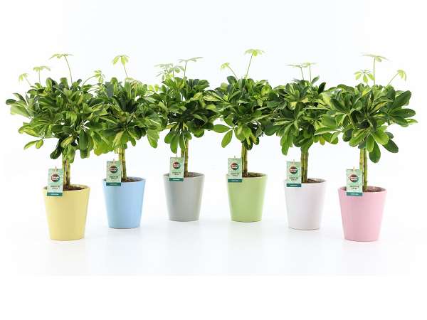 Picture of Schefflera arboricola gold capella in ceramic