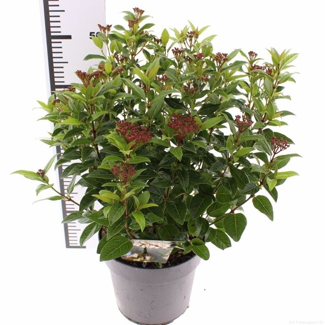 Picture of Viburnum tinus ladybird