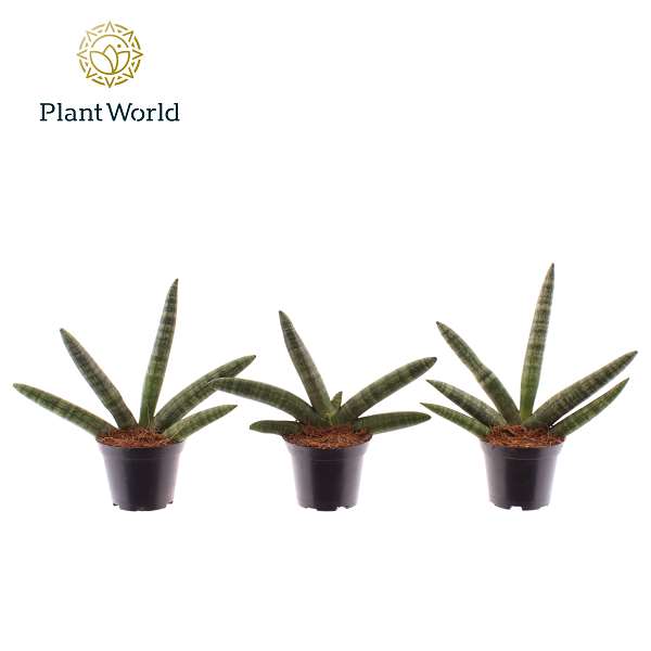 Picture of Sansevieria cylindrica skyline