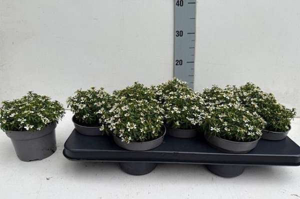 Picture of Iberis sempervirens