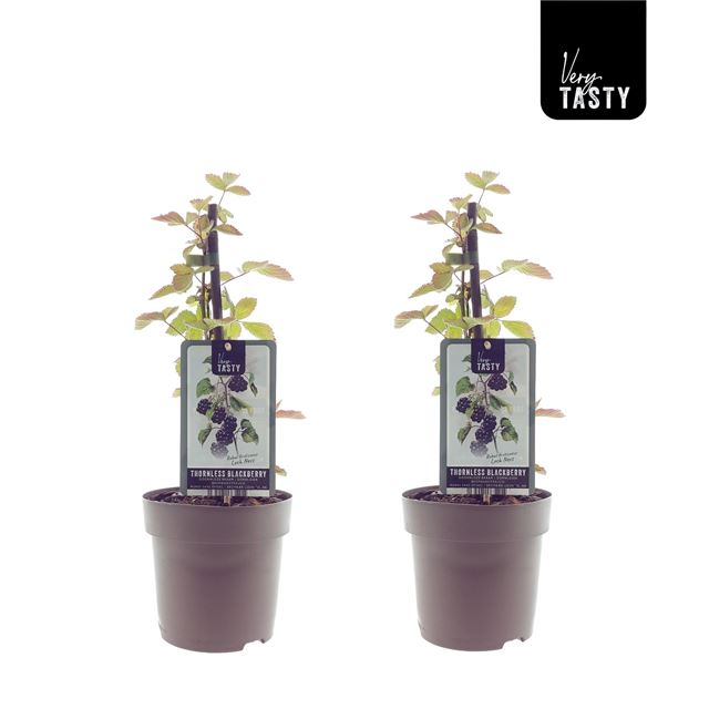 Picture of Rubus loch ness