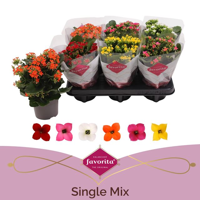 Picture of Kalanchoe single mix
