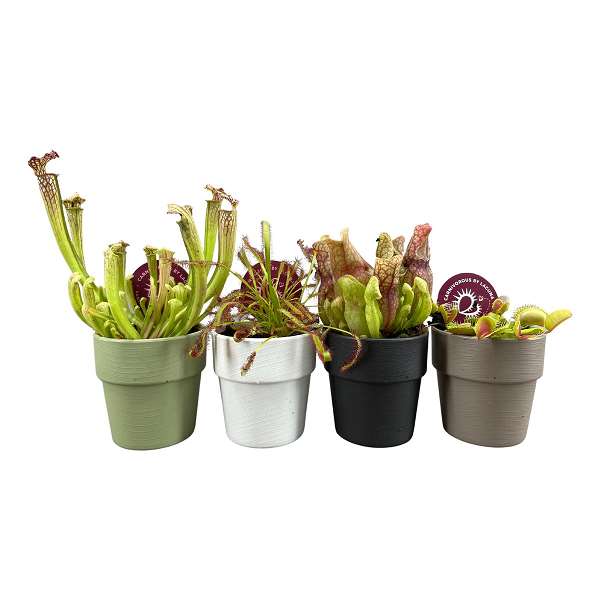 Picture of CARNIVOROUS PLANTS MIX IN DECOPOT