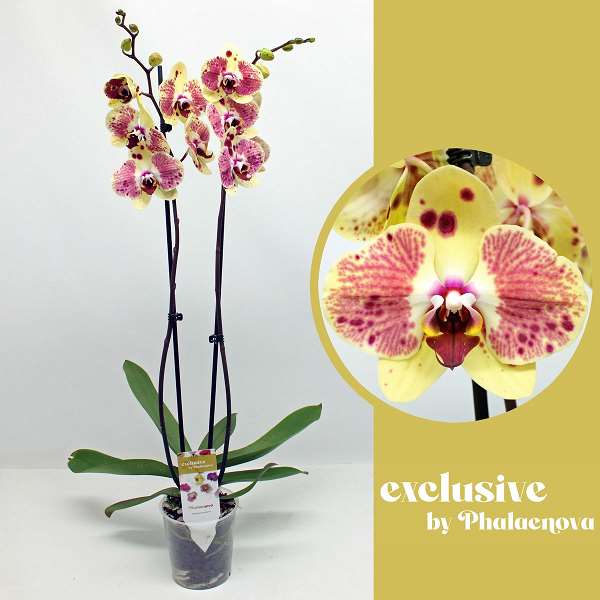 Picture of PHALAENOPSIS 02-STEM EXOTIC PUNCH