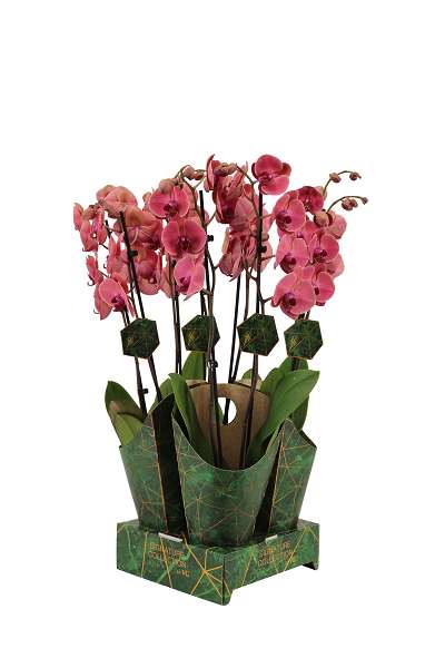 Picture of PHALAENOPSIS 02-STEM ASIAN CORAL SIGNATURE COVER