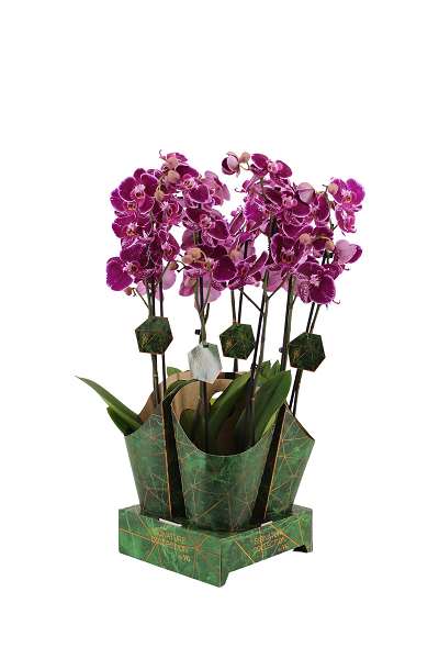 Picture of PHALAENOPSIS 02-STEM BINTY IN SIGNATURE COVER