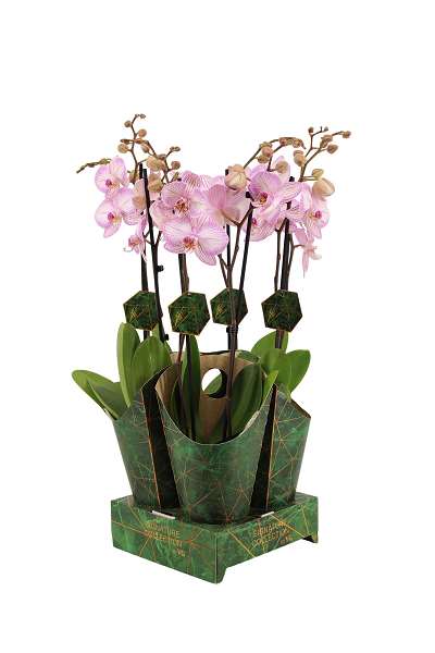 Picture of PHALAENOPSIS 02-STEM DAY TRIPPER SIGNATURE COVER
