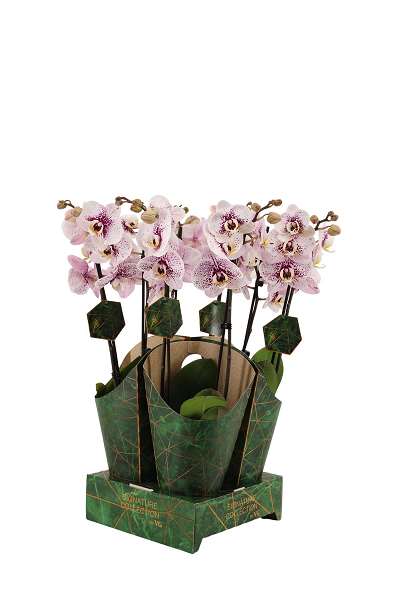 Picture of PHALAENOPSIS 02-STEM DUTCH BEAUTY SIGNATURE COVER