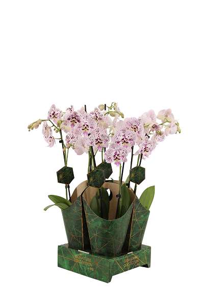 Picture of PHALAENOPSIS 02-STEM EXPRESSIONS SIGNATURE COVER