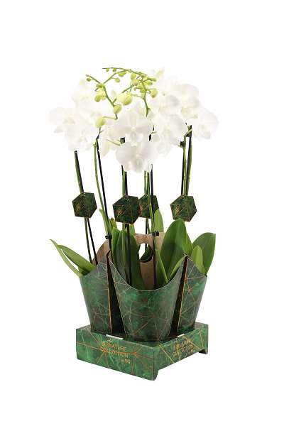 Picture of PHALAENOPSIS 02-STEM SNOW WHITE IN SIGNATURE COVER