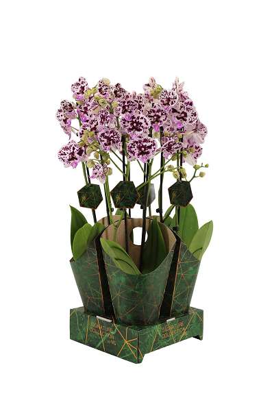 Picture of PHALAENOPSIS 02-STEM SPEECHLESS IN SIGNATURE COVER