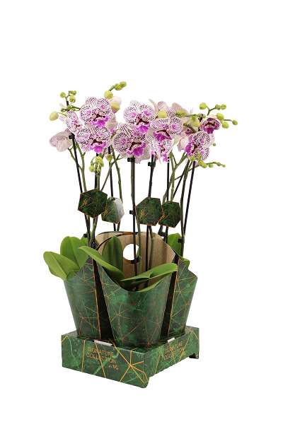 Picture of PHALAENOPSIS 02-STEM WORLD IN SIGNATURE COVER