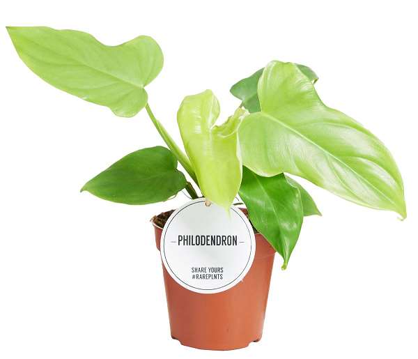 Picture of PHILODENDRON GOLDEN VIOLIN
