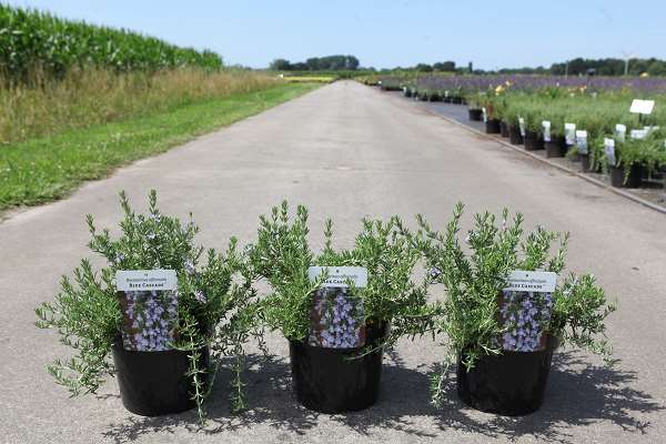 Picture of SALVIA ROSMARINUS OFFICINALIS BLUE CASCADE