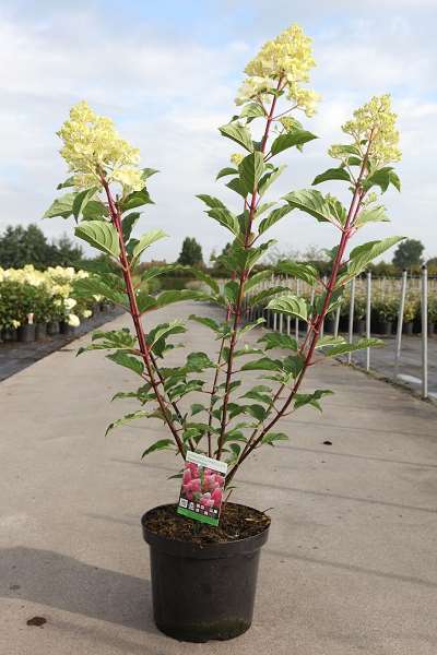 Picture of Hydrangea pan  vanille fraise