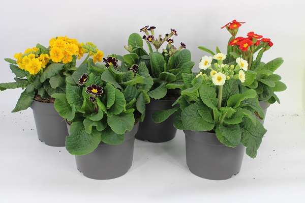 Picture of Primula elatior mix