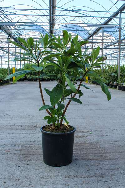 Picture of EDGEWORTHIA CHRYSANTHA