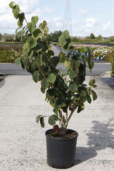 Picture of HAMAMELIS INTERMEDIA PALLIDA