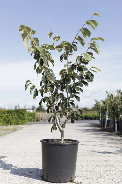 Picture of HAMAMELIS INTERMEDIA WESTERSTEDE