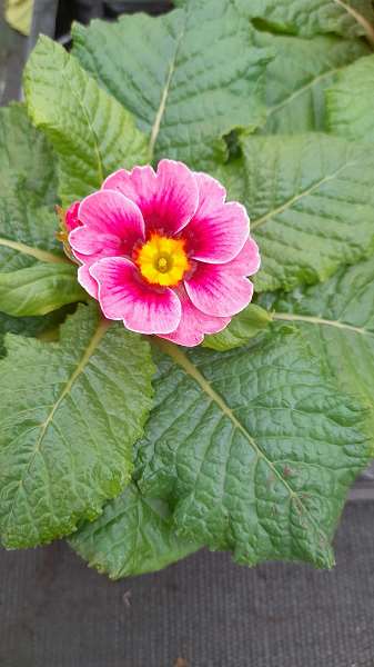 Picture of Primula acaulis cherryblossom