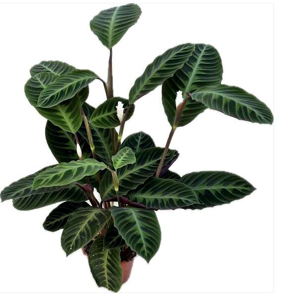 Picture of Calathea warscewiczii with flower