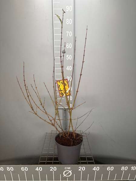 Picture of Forsythia int  spectabilis