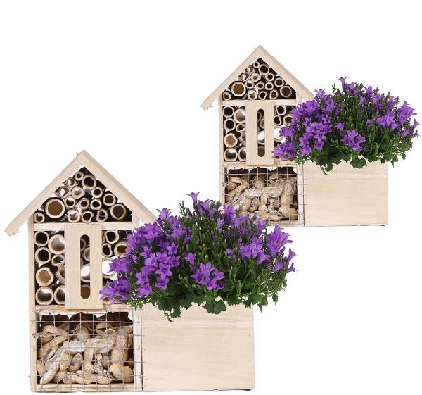 Picture of CAMPANULA AMBELLA INTENS PURPLE INSECT HOTEL