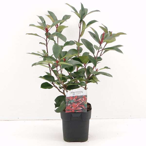 Picture of PHOTINIA X FRASERI RED ROBIN