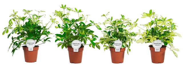 Picture of Schefflera bush mix