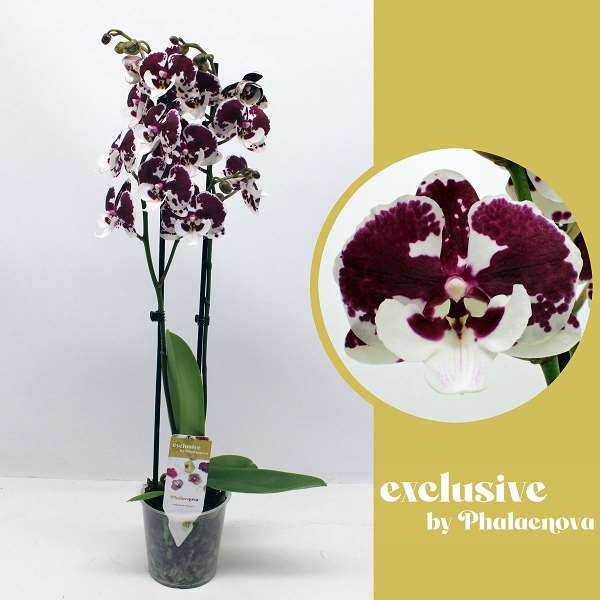 Picture of PHALAENOPSIS 02-STEM UNTOLD STORIES