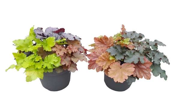 Picture of HEUCHERA TRIO