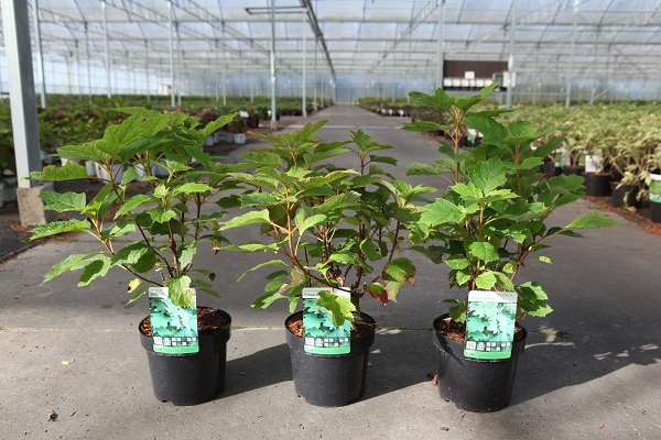 Picture of Hydrangea quercifolia snow queen