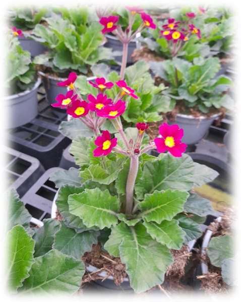 Picture of PRIMULA OAKLEAF MAGENTA