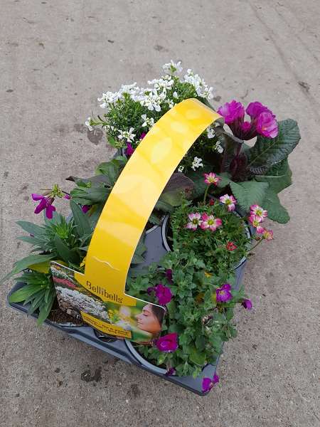 Picture of Spring flowers 6 pack