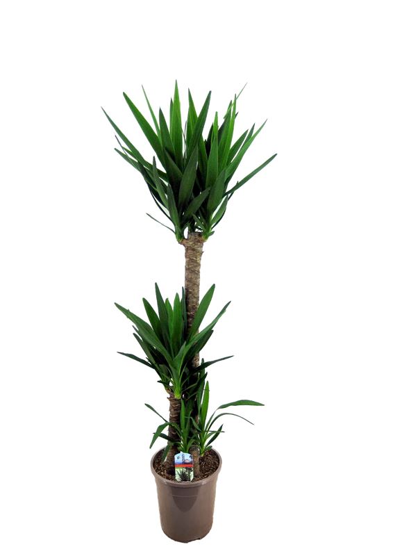 Picture of YUCCA ELEPHANTIPES 090+/45+/20+