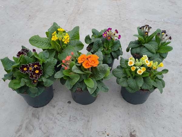 Picture of Primula elatior laced mix