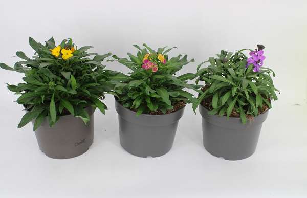 Picture of ERYSIMUM LINOFOLIUM