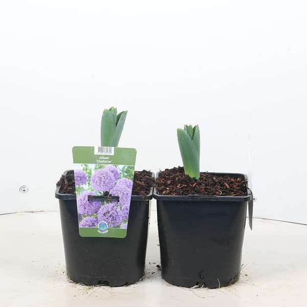 Picture of Allium gladiator