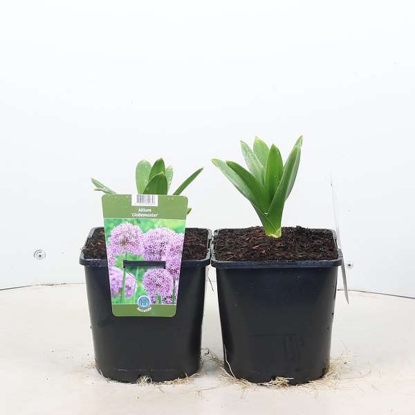 Picture of Allium globemaster