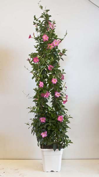 Picture of DIPLADENIA PYRAMIDE POT CARRE 25CM