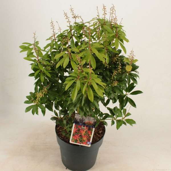 Picture of PIERIS FOREST FLAME