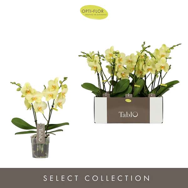 Picture of PHALAENOPSIS 03-STEM TABLO LIMONCELLO