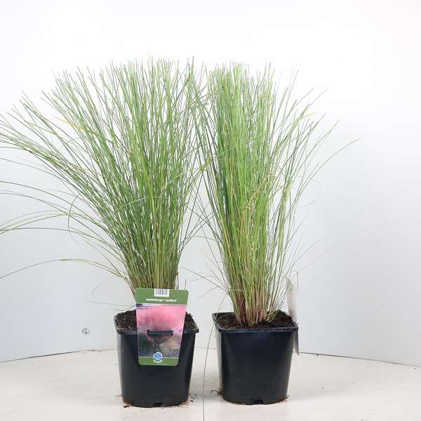 Picture of MUHLENBERGIA CAPILLARIS