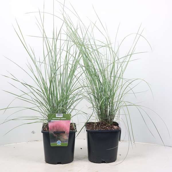 Picture of MUHLENBERGIA CAPILLARIS