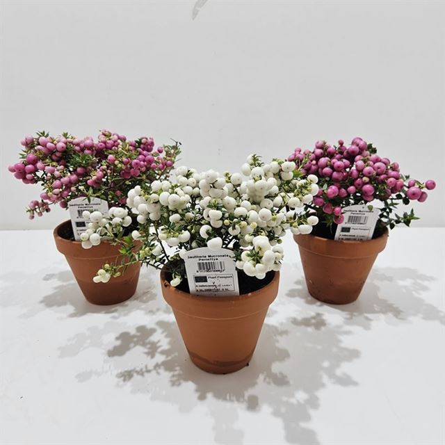 Picture of GAULTHERIA MUCRONATA (PERNETTIA)  MIX TERRACOTTA